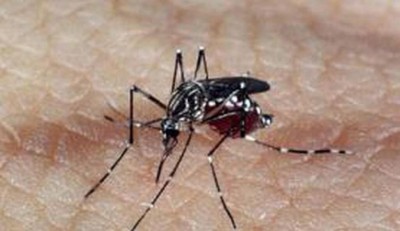 Também transmitida pelo Aedes Aegytpi, febre chikungunya tem 33 notificações e sete casos confirmados em Dourados (Foto: Agência Brasil)