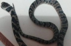 Cobra jararaca encontrada no sofá de dona de casa (Foto: Rio Brilhante em Tempo Real)