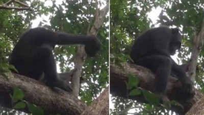 Chimpanzé quebra casco de tartaruga em árvore no Gabão Foto: Reprodução/YouTube(MaxPlanckSociety)