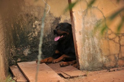 Cachorros estranharam idoso e o atacaram - Foto: Valdenir Rezende / Correio do Estado