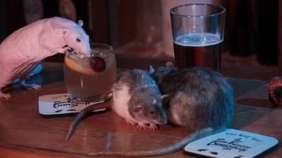 Ratos curtem uma noitada em bar de São Francisco Foto: Reprodução/Facebook(The San Francisco Dungeon)