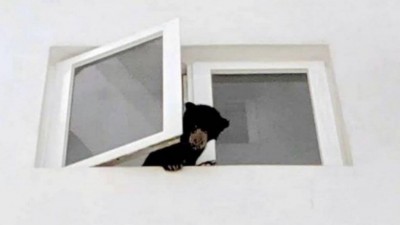 Urso é visto na janela da casa da cantora (Foto: Reprodução/Facebook)