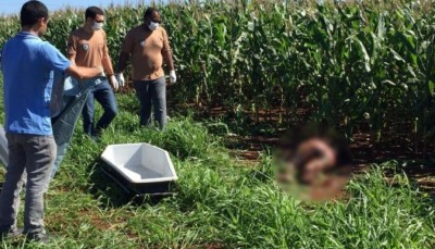 o corpo jogado em uma plantação de milho - Foto: Léo Veras/Porã News