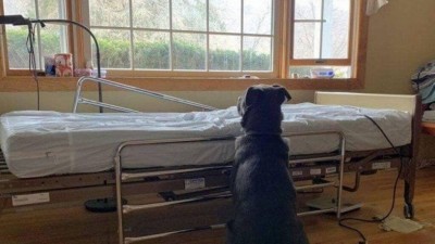 Moose espera o retorno do dono, que nunca acontecerá Foto: Reprodução/Facebook(Eleventh Hour Rescue)