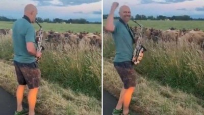 Saxofonista toca Stevie Wonder para vacas (Foto: Reprodução/Twitter)