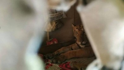 Tigre deitado em cama em casa na Índia Foto: Reprodução/Twitter(India's Wildlife Trust)