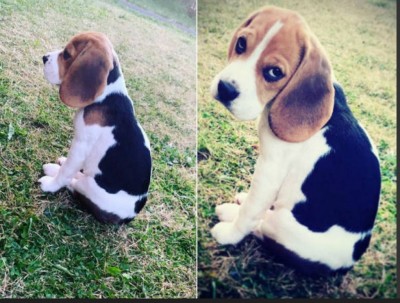 Foto: Reprodução/Instagram/beaglebabe_beaglebum
