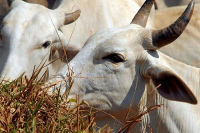 IBGE: cresce abate de bovinos, suínos e frangos (Foto: Arquivo/Agência Brasil)