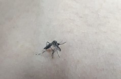 Dengue é transmitida pelo mosquito Aedes aegypti (Foto: André Bento)