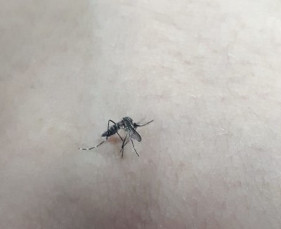 Dengue é transmitida pelo mosquito Aedes aegypti (Foto: André Bento)