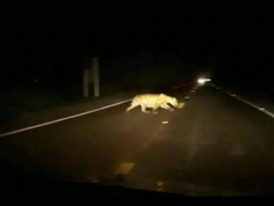 Onça pintada atravessando a rodovia. (Foto: O Pantaneiro)