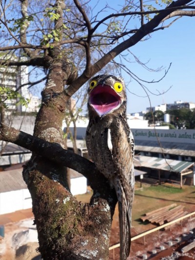 Urutau foi fotografado em árvore no centro de Dourados (Fotos: Ailton Santos/Divulgação)