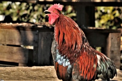 Na França, canto do galo foi parar na Justiça (Foto: Divulgação)