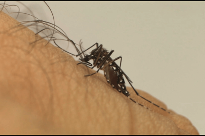 Zica vírus é transmitido pela picada do mosquito Aedes aegipty (Foto: Divulgação Friocruz)