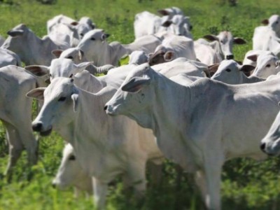 Rebanho bovino em Mato Grosso do Sul (Foto: Semagro)