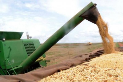 Safra recorde de milho tem aumento de 64% e fecha em 12,16 milhões de toneladas (Foto: Arquivo/Agência Brasil)