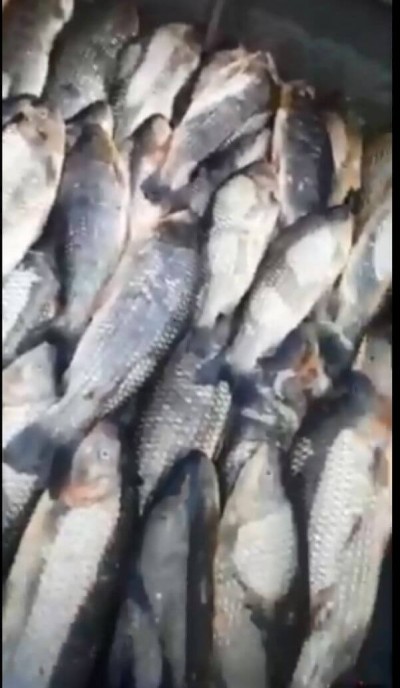 PMA multa funcionário de hotel por divulgar pesca predatória (Foto: reprodução)