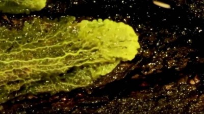 Descoberta foi apelidada de Blob - Foto: Reuters