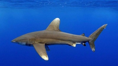 Tubarão-galha-branca-oceânico, da mesma espécie do ataque em Moorea - Foto: Reprodução/Flickr