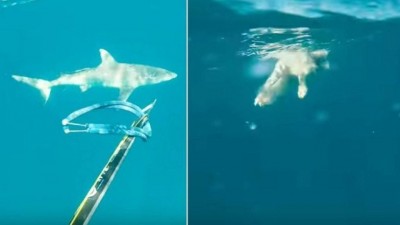 Tubarão se aproxima de cadela na Austrália - Foto: Reprodução/YouTube