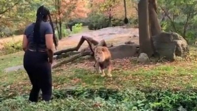 Mulher que invadiu áreas de leão e girafas em zoo é presa