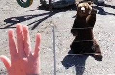 Urso acena de volta para visitante de zoo - Foto: Reprodução/YouTube