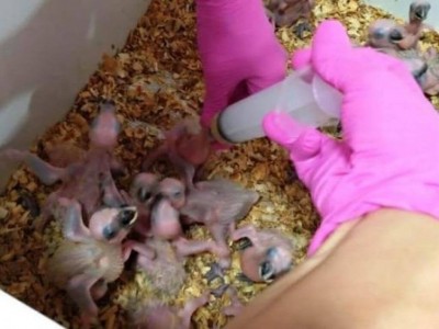 Operação resgata 170 filhotes de papagaios das mãos de traficantes em MS (Foto: divulgação/Imasul)