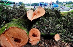 Aprovado programa que multa corte irregular de árvores