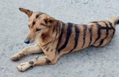 Cão pintado como tigre de Bengala (Foto: Reprodução/Deccan Herald)