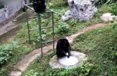 Chimpanzé lava roupa de tratadora na China - Foto: Reprodução/Twitter(People's Daily, China)