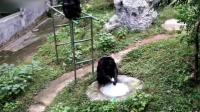 Chimpanzé lava roupa de tratadora na China - Foto: Reprodução/Twitter(People's Daily, China)