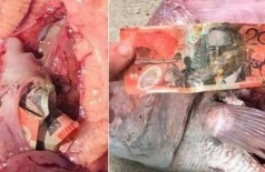 Pescador acha nota de 20 dólares australianos no estômago de pargo rosa - Foto: Reprodução