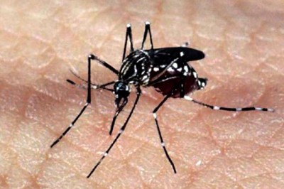 Em MS, já são 64.601 notificações por dengue - Foto: Agência Brasil