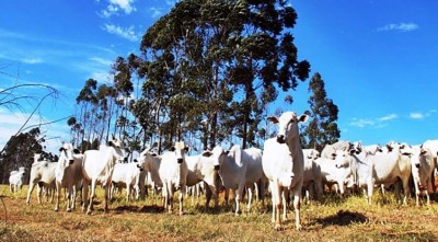 Sefaz implanta o Cadastro Eletrônico da Agropecuária