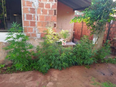 pés de maconha plantados no quintal da residência - Foto: divulgação/SIG