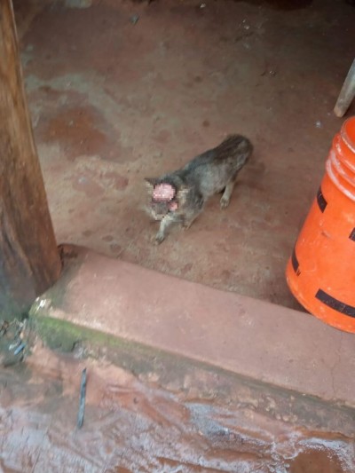 Animal teve olhos e um pedaço da cabela arrancados - Foto: Reprodução/Rio Brilhante em Tempo Real