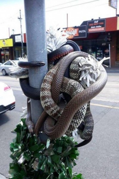 Foto: Reprodução/Facebook(Australia Backpackers 2019)