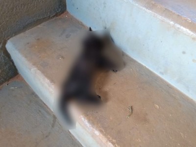 Vizinhos denunciaram morte de gato - Foto: PMA/Divulgação