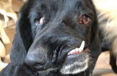 Bethany nasceu com deformidade facial Foto: Reprodução/Rescue For Dogs