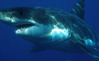 Episódio aconteceu em praia da cidade australiana de Mylestom e está sendo investigado pelas autoridades, que tentam descobrir a origem do membro (Foto: Pixabay)