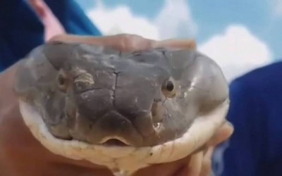 Cobra atacou caçador na Índia (Foto: Reprodução/Youtube)