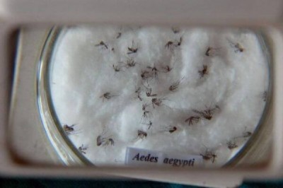 Transmitida pelo mosquito Aedes aegypti, dengue matou oito pessoas em Dourados (Foto: Agência Brasil)