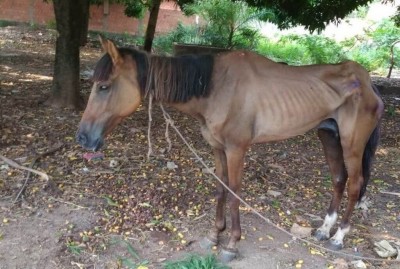 Égua foi encontrada em situação de maus-tratos pela PMA em Corumbá - Foto: Divulgação/PMA