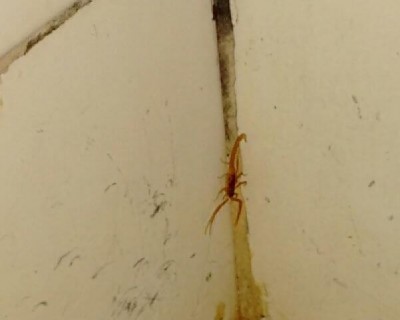 Escorpiões fizeram 21 vítimas em Dourados durante ao ano de 2019 (Foto: Arquivo/94FM)