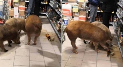 Porcos 'bebem' conhaque em supermercado da Sibéria (Foto: Reprodução/YouTube)