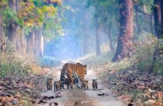 Tigresa passeia com filhotes na Índia Foto: Reprodução/Twitter(Parveen Kaswan)