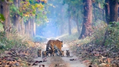 Tigresa passeia com filhotes na Índia Foto: Reprodução/Twitter(Parveen Kaswan)