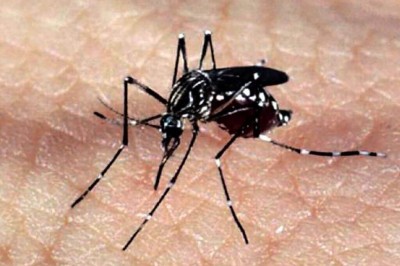 Desde o dia 1° de janeiro, as confirmações por dengue já somam 133 em MS- Foto: Agência Brasil
