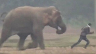 Elefante persegue homem na Índia: sem selfie - Foto: Reprodução/YouTube