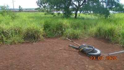 Depois de algumas horas, a sucuri foi capturada e solta em seu habitat natural— Foto: PMA/Divulgação
